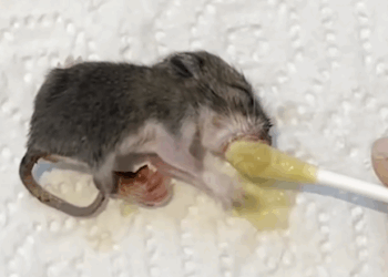 Woman Finds Tiny Mouse In The Beak Of A Chicken_part2