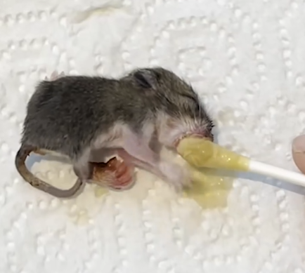 Woman Finds Tiny Mouse In The Beak Of A Chicken_part2