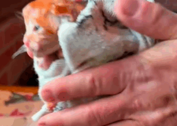 These Guys Heard Tiny Cries From Their Backyard During A Hailstorm_part2