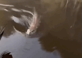 Poor Life Almost Crushed Under Neglect_part2