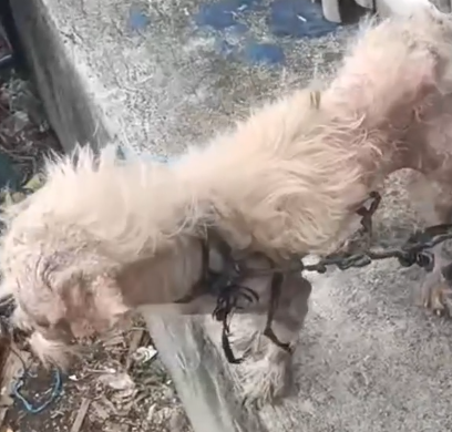 Part2.Animals Rescue #dogrescue #rescuedog #dogsofttiktok #foryoupage #foryou #dogs