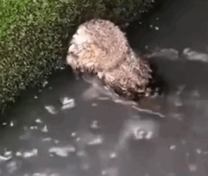 Part2.Animals Rescue #dogrescue #rescuedog #dogsofttiktok #foryoupage #foryou #dogs