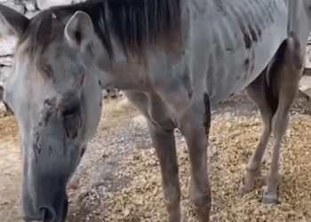 Abandoned Horses Get Rescued Together And One Turns Out To Be Pregnant_part2