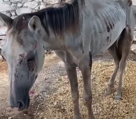 Abandoned Horses Get Rescued Together And One Turns Out To Be Pregnant_part2