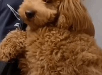 Dog Goes Everywhere In His Dad’s Kangaroo Pouch_part2