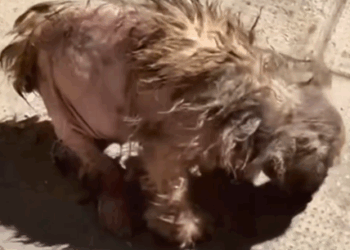 Part2 .Animals Rescue #dogrescue #rescuedog #dogsofttiktok #foryoupage #foryou #dogs