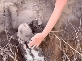 Attempting to Help a Sloth Stuck in Water_part2