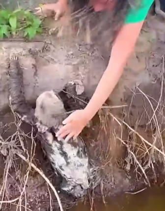 Attempting to Help a Sloth Stuck in Water_part2