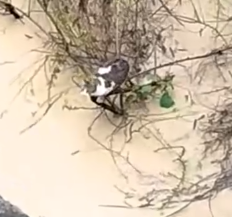 Brave woman jumps into river to save cat🤗_part2