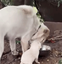 Part2 Animals Rescue #dogrescue #rescuedog #dogsofttiktok #foryoupage #foryou #dogs