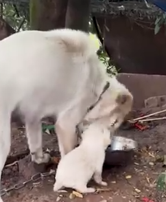 Part2 Animals Rescue #dogrescue #rescuedog #dogsofttiktok #foryoupage #foryou #dogs