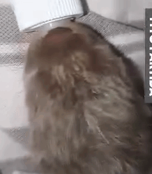 Part2 Animals Rescue #dogrescue #rescuedog #dogsofttiktok #foryoupage #foryou #dogs