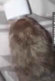 Part2 Animals Rescue #dogrescue #rescuedog #dogsofttiktok #foryoupage #foryou #dogs