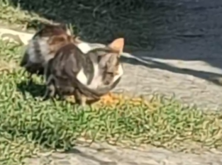 Part2 Animals Rescue #dogrescue #rescuedog #dogsofttiktok #foryoupage #foryou #dogs