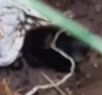 Part2 Animals Rescue #dogrescue #rescuedog #dogsofttiktok #foryoupage #foryou #dogs