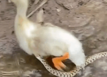 A man saves a duck from a snake attack and adopts it. And then… #rescue #save #adoption_part2
