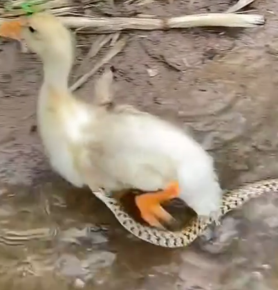 A man saves a duck from a snake attack and adopts it. And then… #rescue #save #adoption_part2