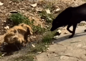 Adopted long hair dog on the road #rescuedog #dog_part2