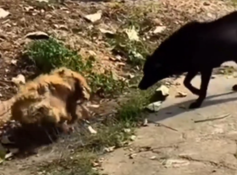 Adopted long hair dog on the road #rescuedog #dog_part2