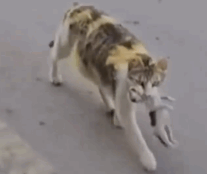A mother’s love knows no bounds—this cat proves it_part2
