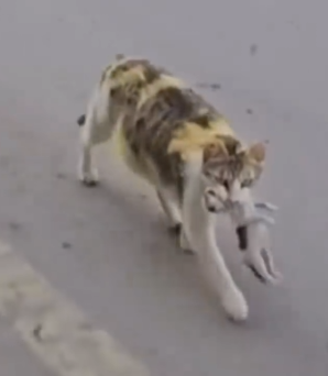 A mother’s love knows no bounds—this cat proves it_part2