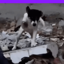 A dog kept greeting me with its Stump_part2