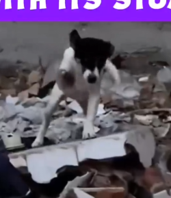 A dog kept greeting me with its Stump_part2