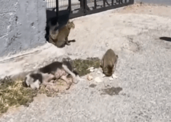 Part2 Animals Rescue #dogrescue #rescuedog #dogsofttiktok #foryoupage #foryou #dogs