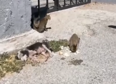 Part2 Animals Rescue #dogrescue #rescuedog #dogsofttiktok #foryoupage #foryou #dogs