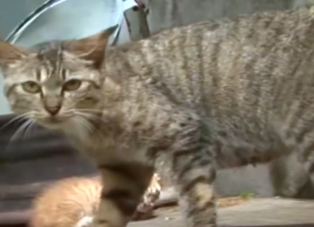 Part2 Animals Rescue #dogrescue #rescuedog #dogsofttiktok #foryoupage #foryou #dogs