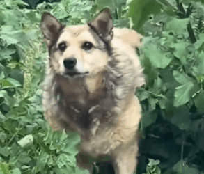 Part2 Animals Rescue #dogrescue #rescuedog #dogsofttiktok #foryoupage #foryou #dogs