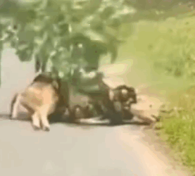 Part2 Animals Rescue #dogrescue #rescuedog #dogsofttiktok #foryoupage #foryou #dogs