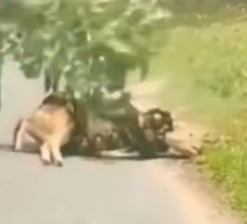 Part2 Animals Rescue #dogrescue #rescuedog #dogsofttiktok #foryoupage #foryou #dogs