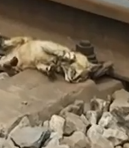 Part2 Animals Rescue #dogrescue #rescuedog #dogsofttiktok #foryoupage #foryou #dogs