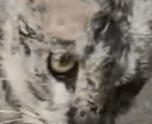 Part2 Animals Rescue #dogrescue #rescuedog #dogsofttiktok #foryoupage #foryou #dogs