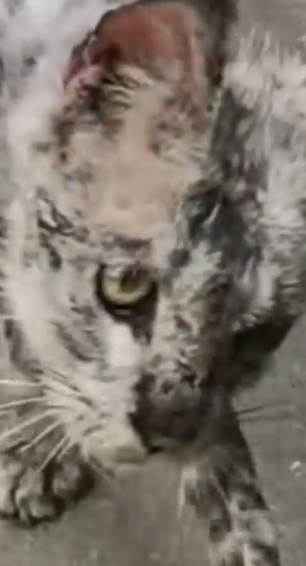 Part2 Animals Rescue #dogrescue #rescuedog #dogsofttiktok #foryoupage #foryou #dogs