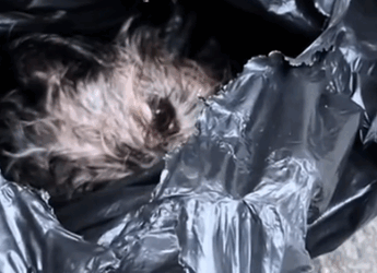 Girl cried when she found a puppy in a trash bag #rescue #animals #animalsoftikto_part2