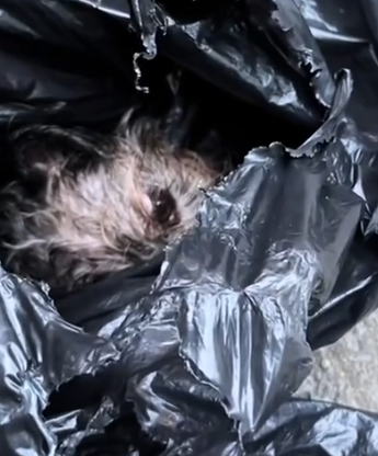Girl cried when she found a puppy in a trash bag #rescue #animals #animalsoftikto_part2