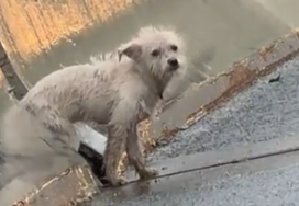 A little dog was abandoned by its owner.It was very helpless and pitiful_part2