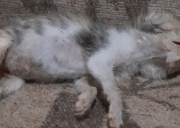 Part2.Animals Rescue #dogrescue #rescuedog #dogsofttiktok #foryoupage #foryou #dogs