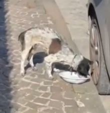 Part2.Animals Rescue #dogrescue #rescuedog #dogsofttiktok #foryoupage #foryou #dogs