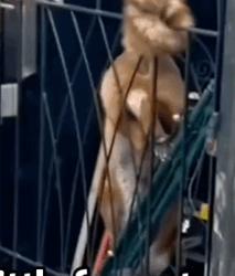 Fox 🦊 Bandit Turned Friend Sassy But Sweet #animals #rescue_part2