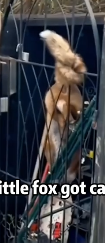 Fox 🦊 Bandit Turned Friend Sassy But Sweet #animals #rescue_part2