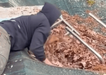 I rescued a fawn that had fallen into a pile of fallen leaves and then…#rescue #animals #fyp_part2