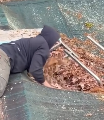 I rescued a fawn that had fallen into a pile of fallen leaves and then…#rescue #animals #fyp_part2