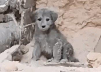 A Lonely Puppy Barked at Me… What Happened Next Changed His Life 🐶_part2