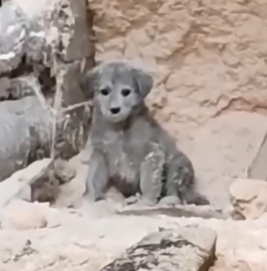 A Lonely Puppy Barked at Me… What Happened Next Changed His Life 🐶_part2