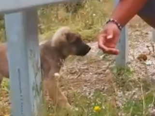 Part2.Animals Rescue #dogrescue #rescuedog #dogsofttiktok #foryoupage #foryou #dogs