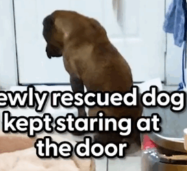 Dog Chained Up For Years Comes Back To Life In His New Home_part2