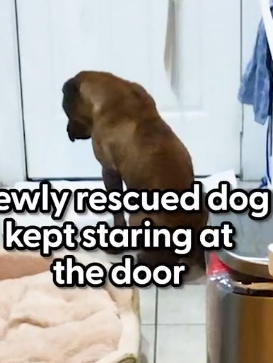 Dog Chained Up For Years Comes Back To Life In His New Home_part2